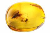 Fossil Caddisfly (Trichoptera) & Fly (Diptera) in Baltic Amber #142251-2